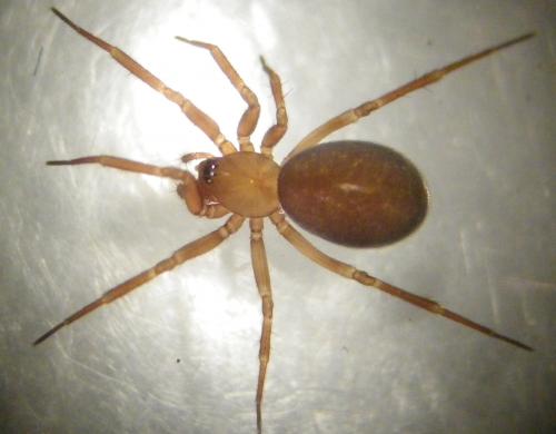 Centromerita bicolor